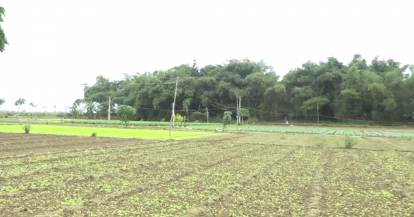 Quảng Ngãi: Người dân vùng lũ lo phục hội làng rau phục vụ Tết