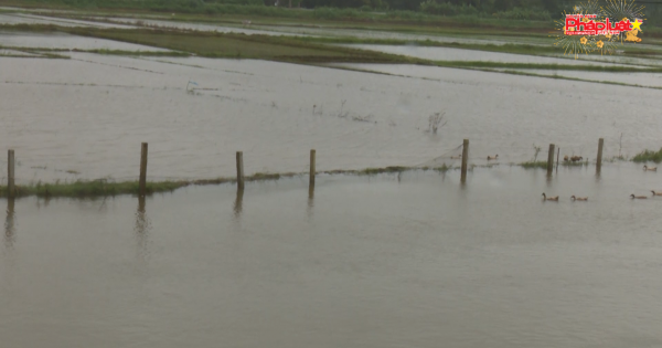 Quảng Ngãi: Mưa lũ làm ngập úng hàng trăm hecta lúa mới gieo sạ