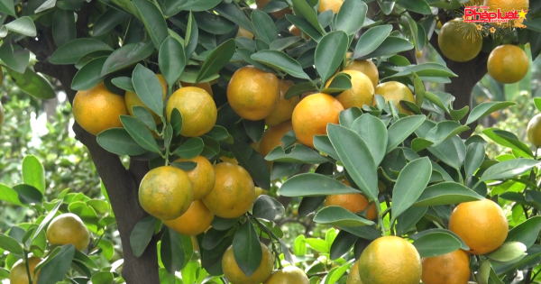 TP HCM: Nhà vườn củ chi tất bật chăm sóc quất cảnh phục vụ thị trường Tết 2019