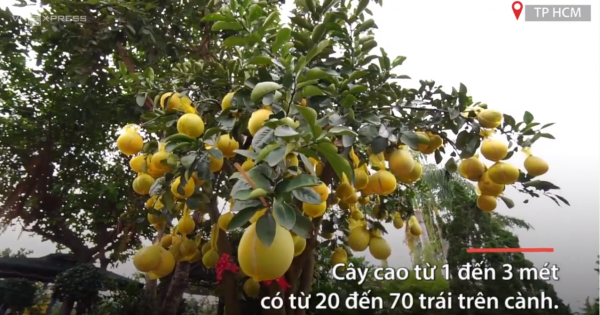 Tết Kỷ Hợi 2019: Bưởi Diễn Hưng Yên giá hàng chục triệu ở Sài Gòn