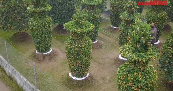 Tết Kỷ Hợi 2019: Quýt uốn hình lục bình giá 50 triệu đồng/cặp