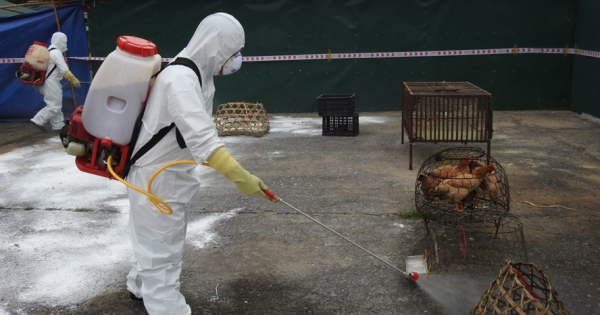 Cơ quan thú y lên tiếng về ổ dịch cúm gia cầm tại Long An