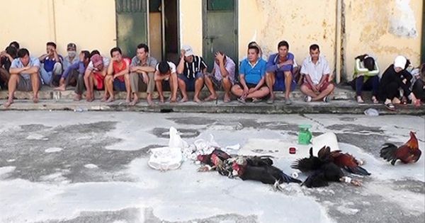 Con trai phó bí thư tỉnh ủy tổ chức đá gà, đánh bạc