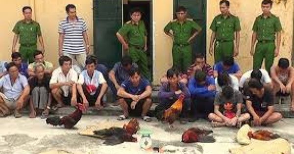 An Giang bác bỏ tin con trai Phó Bí thư Tỉnh ủy tổ chức đá gà và đánh bạc