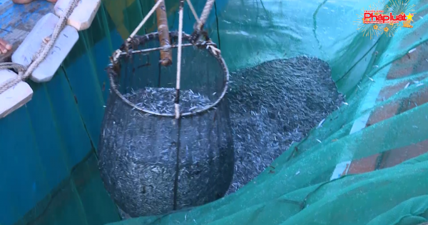 Ngư dân Quảng Ngãi với nghề đánh lưới trũ mùng trên biển