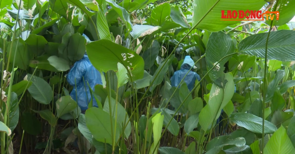 Làng lá dong truyền thống Hà Nội tất bật thu hoạch phục vụ Tết