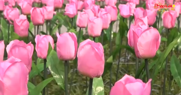 Tết Nguyên đán thời tiết ấm, có mưa phùn