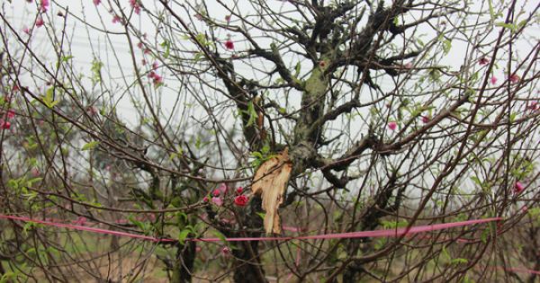 Điều tra việc chặt, phá vườn đào Tết trị giá hàng tỉ đồng