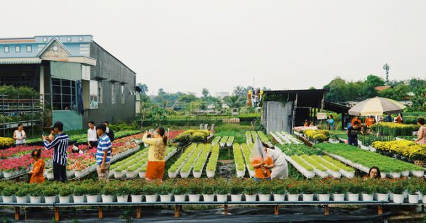 Làng hoa Sa Đéc đông khách những ngày cận Tết