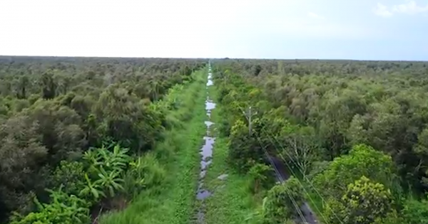 Nhiều đơn vị không trồng lại rừng sau khai thác với diện tích gần 700 ha