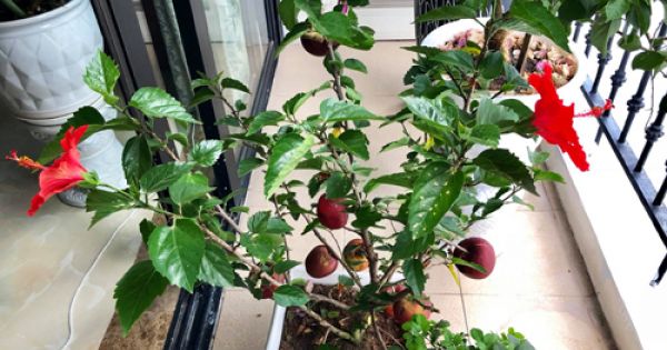 Nhiều người bị lừa mua phải táo dán lên cây dâm bụt