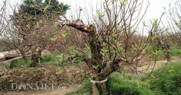 Hàng trăm cây đào bị phá hoại ở Bắc Ninh: Yêu cầu làm rõ vụ việc trước Tết