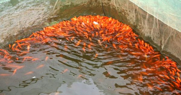 Nhộn nhịp ở làng nuôi cá chép đỏ “chở” ông Công, ông Táo về trời