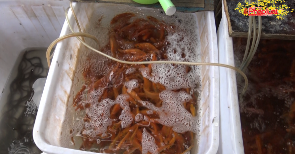 TP HCM: Giá cá chép trước ngày đưa ông táo về trời đang giữ ổn định