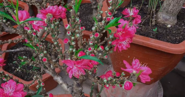 Tận thấy đào thất thốn Trung Quốc tiền triệu ngập chợ Tết Hà Nội