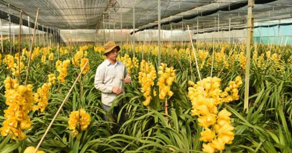 Đà Lạt: Phập phù hoa kiểng Tết: 