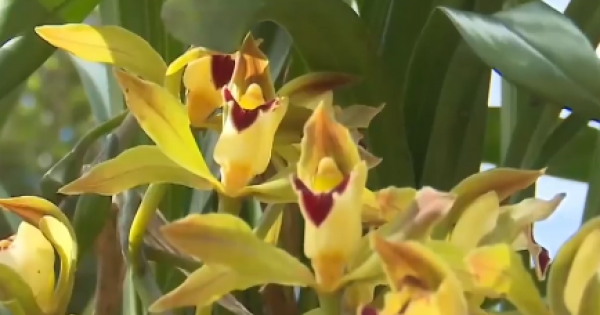 Cận Tết tới Sìn Suối Hồ ngắm vương quốc địa lan rừng