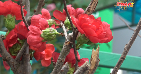 Mai đỏ ngoại nhập về phố Sài Gòn
