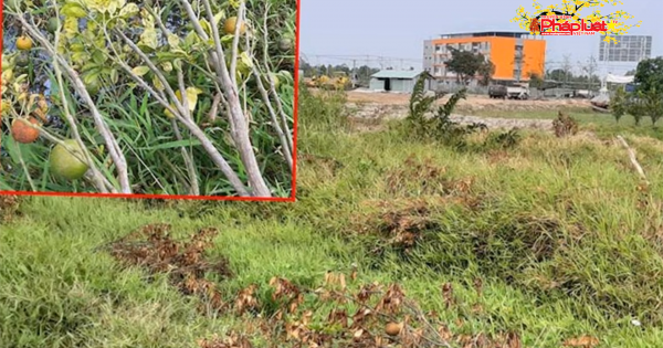 Thu hồi đất của mẹ lại cưỡng chế đất 3 người con