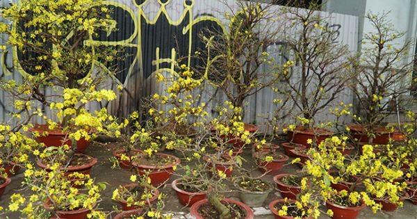 Hoa mai Bình Định giá trăm triệu 