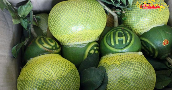 1,3 triệu đồng mỗi trái bưởi hồ lô in chữ thư pháp