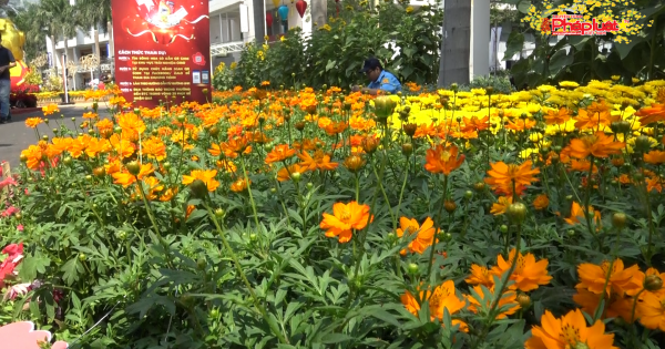 TP HCM: Đường hoa Phú Mỹ Hưng rực rỡ đón Tết cổ truyền