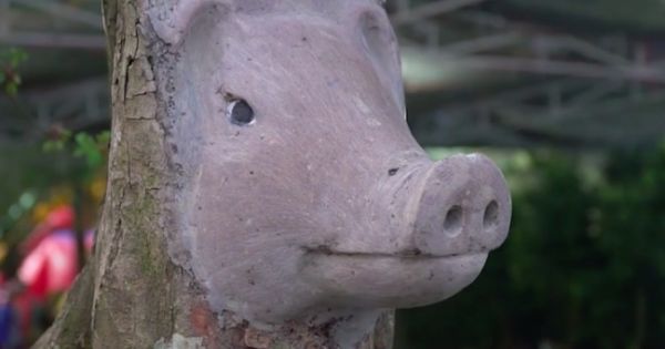 Những cây cảnh độc đáo trong dịp Tết