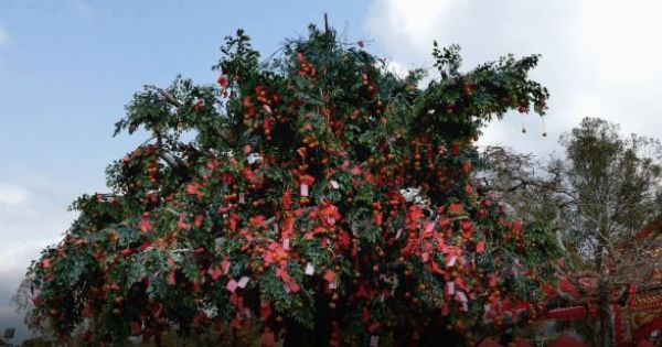 Lễ hội ném cam độc đáo tại Trung Quốc mỗi dịp Tết Nguyên đán