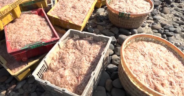 Quảng Ngãi: Ngư dân trúng đậm lộc biển thu bạc triệu ngày Tết