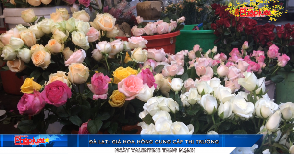 Đà Lạt: Giá hoa hồng cung cấp thị trường ngày Valentine tăng mạnh