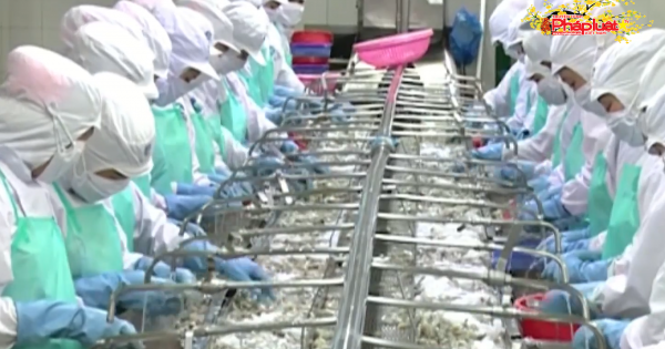 Phải xử lý dứt điểm kháng sinh trong thủy sản