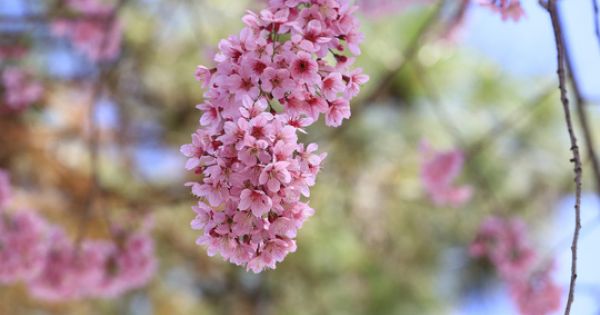 Ngắm mai anh đào nhuộm hồng Đà Lạt sau Tết Nguyên đán