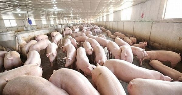 Thủ tướng chỉ thị cấp bách khống chế Dịch tả lợn châu Phi