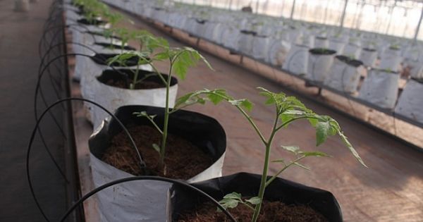 Nguyên Giám đốc Sở Khoa học Công nghệ Đồng Nai chi sai hàng tỷ đồng