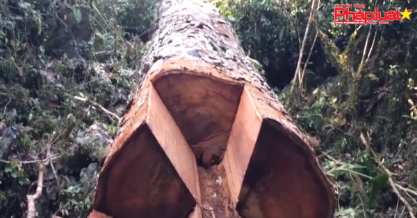 Phó giám đốc ban quản lý rừng ở Hà Giang bị bắt