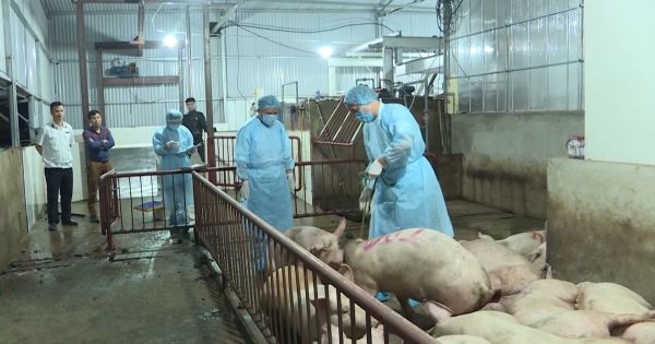 Hà Nội lao đao vì tin đồn dịch tả lợn