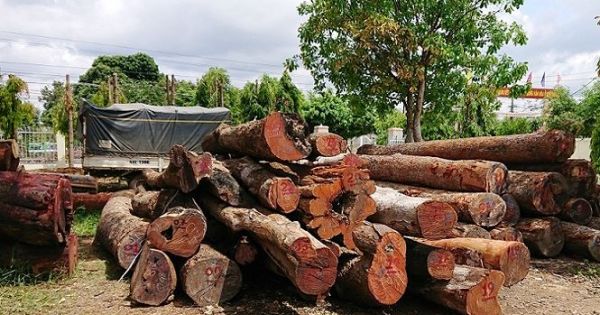 Một chiến sĩ công an tử vong khi trông coi gỗ lậu của trùm Phượng 