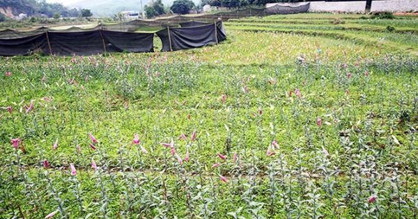 Hoành Bồ, Quảng Ninh: Thất thoát tiền tỷ, hàng loạt cán bộ bị kỷ luật