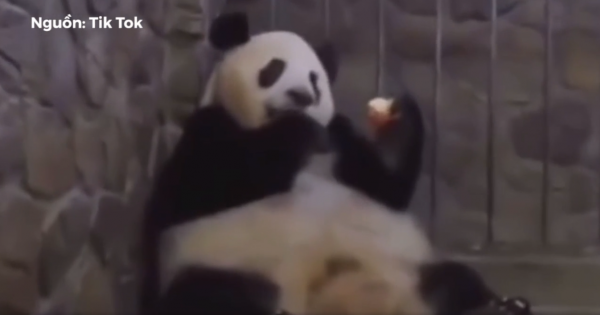 Khoảnh khắc gấu mẹ mê ăn, gấu con bị bắt đi lúc nào không biết