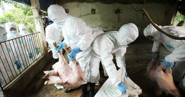 Hà Nội khuyến cáo không ăn tiết canh, nem chạo từ thịt lợn