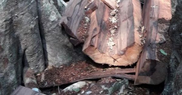 Bí thư Tỉnh ủy Quảng Bình chỉ đạo làm rõ vụ phá rừng tại VQG Phong Nha - Kẻ Bàng