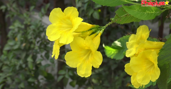 Hoa huỳnh liên nở vàng rực bên đường tàu ở Sài Gòn