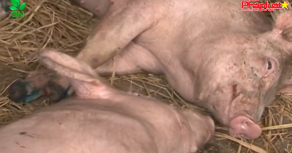 Bà Rịa - Vũng Tàu tiêu hủy hàng trăm con heo lở mồm long móng