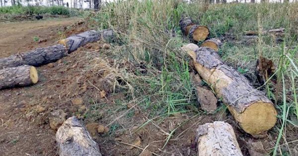 Đắk Nông: Nhận hối lộ của lâm tặc 350 triệu, cựu chủ tịch xã vướng lao lý