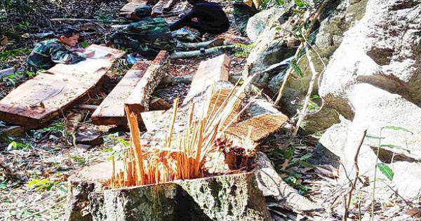 Hoàn chỉnh hồ sơ khởi tố hình sự vụ phá rừng Phong Nha - Kẻ Bàng