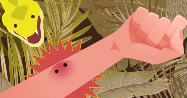 Những động vật có nọc độc gây chết người nhanh nhất thế giới