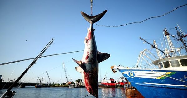 Loài cá mập nhanh nhất thế giới đứng trước nguy cơ tuyệt chủng