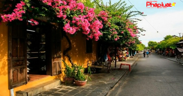 Ngẩn ngơ giữa phố cổ Hội An đẹp xiêu lòng mùa hoa giấy khoe sắc