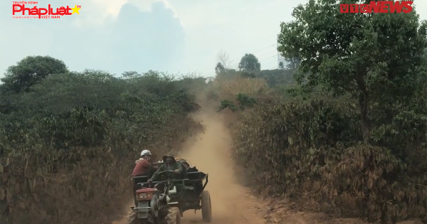 Thâm nhập bãi tập kết hàng nghìn tấn than bùn khai thác trái phép ở Đắk Nông
