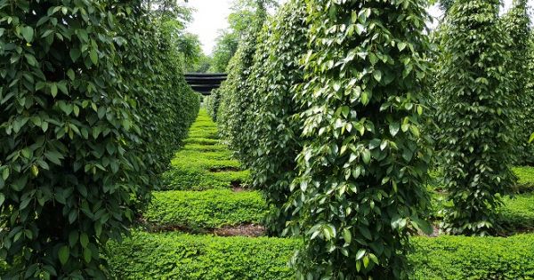 Người mang sức sống mới về vùng trồng tiêu Lâm San